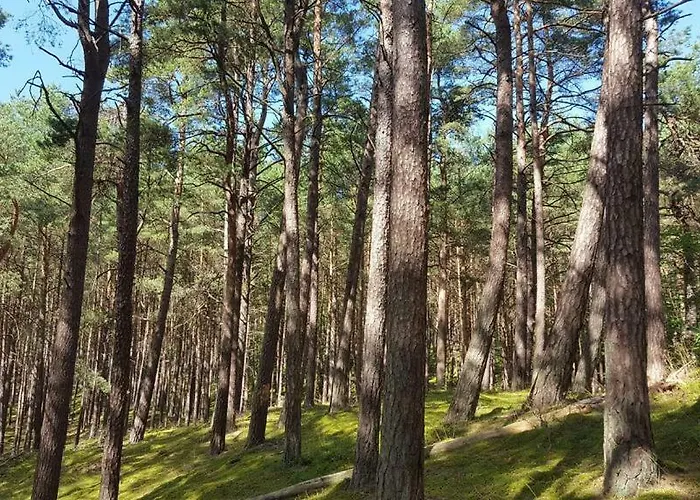 Danuta- Wiselka, Direct At National Park, Big Garden, 4 Bedrooms, Private Sauna Wisełka